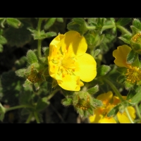 Potentilla Megalantha (fam. Rosacees) (Japon, Kamchatka, Iles Kouriles) (2)
